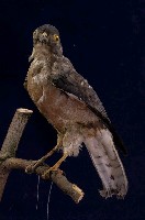 藏品(赤腹鷹)的圖片